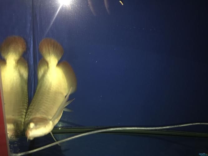 紅龍魚蒙眼最怕三個(gè)東西圖片，紅龍魚蒙眼怎么辦