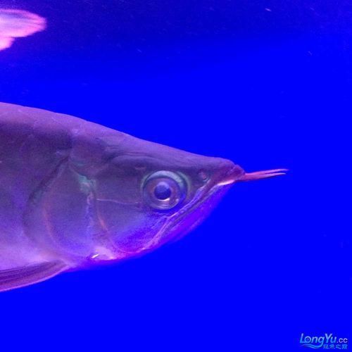 紅龍魚蒙眼最怕三個(gè)東西圖片，紅龍魚蒙眼怎么辦