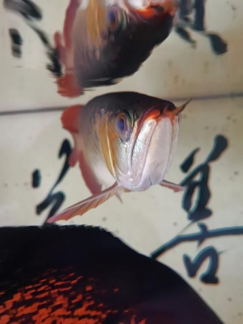 紅龍魚蒙眼最怕三個(gè)東西圖片，紅龍魚蒙眼怎么辦