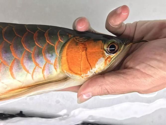 紅龍魚蒙眼最怕三個(gè)東西圖片，紅龍魚蒙眼怎么辦