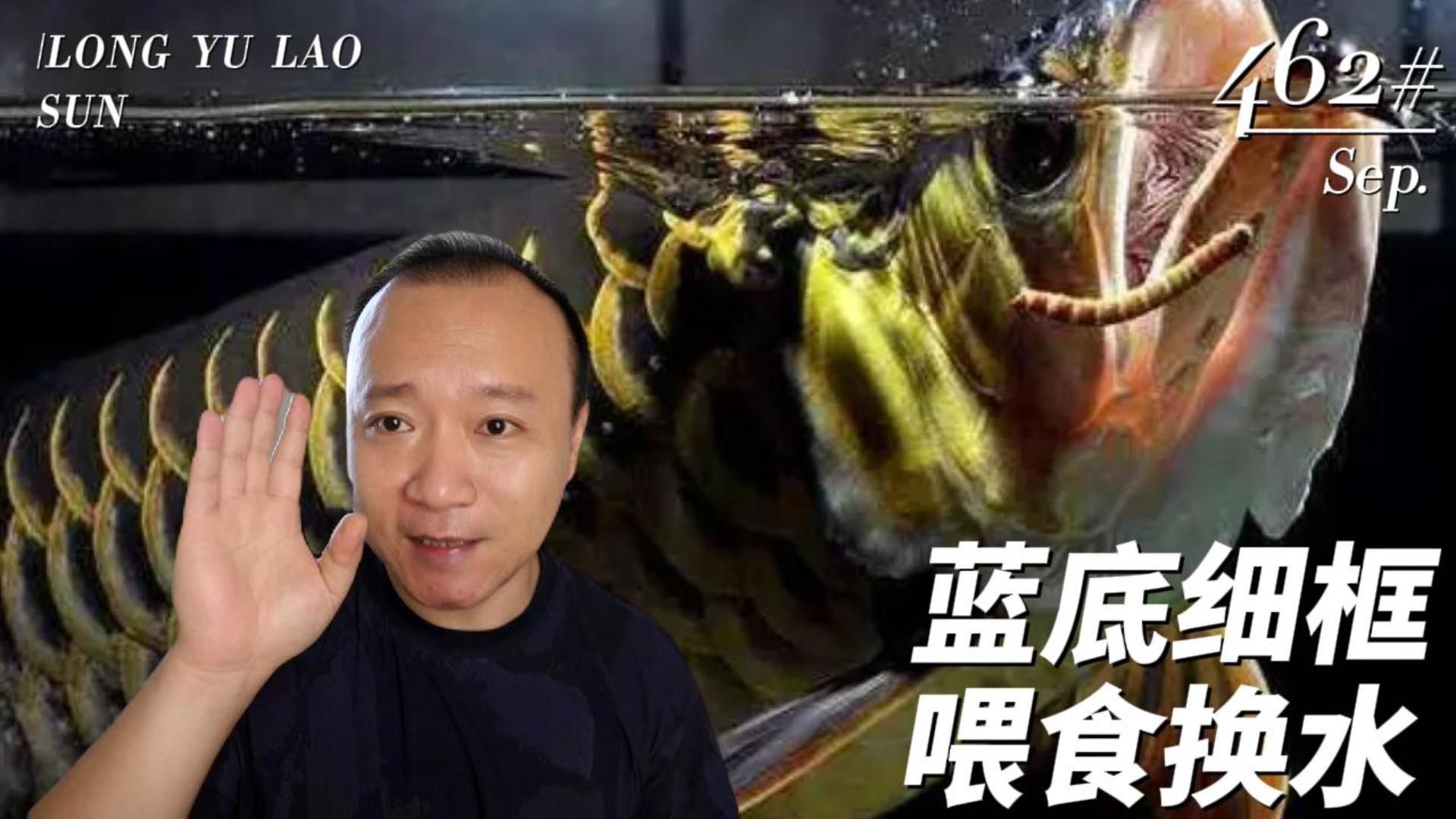 過背金龍飼養(yǎng)技巧，小林子的寵物莊園，金龍魚正確飼養(yǎng)方法 過背金龍飼養(yǎng)技巧，小林子的寵物莊園，金龍魚正確飼養(yǎng)方法 龍魚百科 第3張