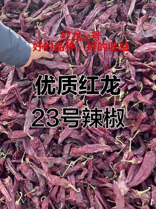 辣椒紅龍的市場(chǎng)價(jià)格走勢(shì)如何，紅龍23辣椒近半年價(jià)格變化表格