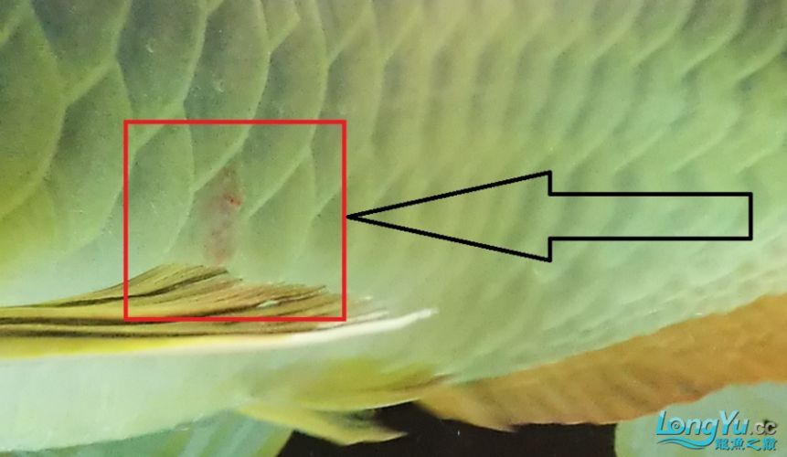 龍魚魚鱗爛圖片，詳細(xì)分析龍魚魚鱗爛掉的原因和預(yù)防措施和處理方法 龍魚魚鱗爛圖片，詳細(xì)分析龍魚魚鱗爛掉的原因和預(yù)防措施和處理方法 龍魚百科 第11張