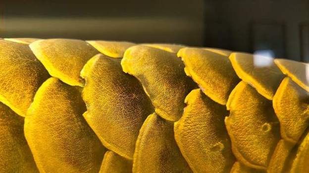 龍魚魚鱗爛圖片，詳細(xì)分析龍魚魚鱗爛掉的原因和預(yù)防措施和處理方法 龍魚魚鱗爛圖片，詳細(xì)分析龍魚魚鱗爛掉的原因和預(yù)防措施和處理方法 龍魚百科 第16張