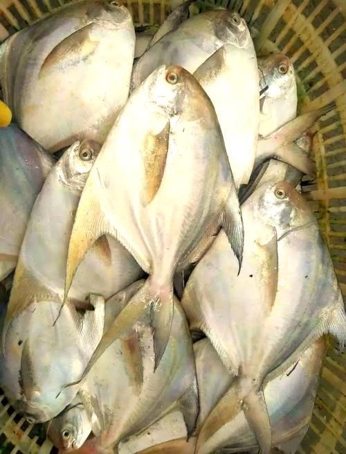 給我一些倉龍魚的高清圖片，倉龍魚有哪些品種，如何區(qū)分金龍魚和紅龍魚？