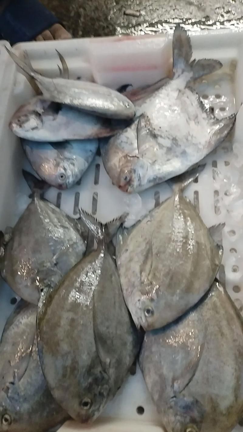 給我一些倉龍魚的高清圖片，倉龍魚有哪些品種，如何區(qū)分金龍魚和紅龍魚？