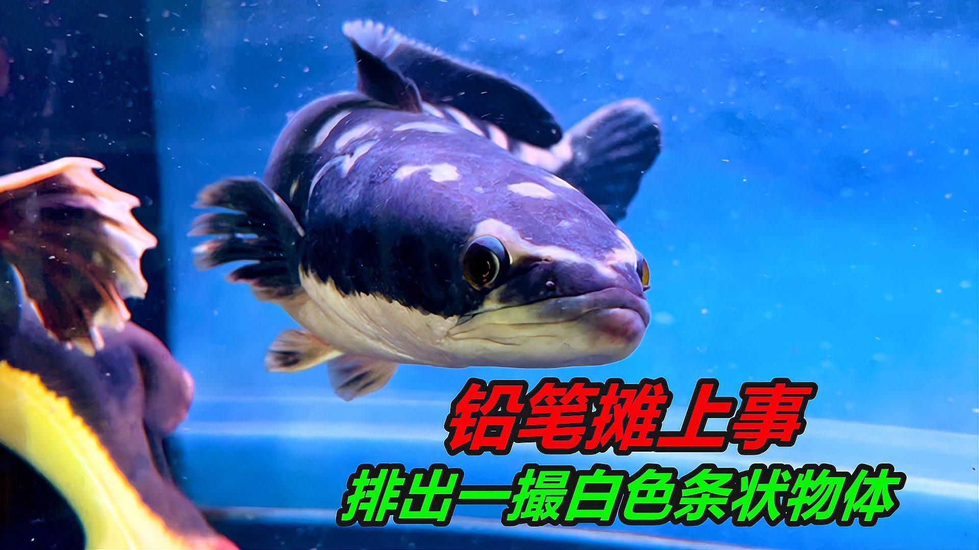 魚肚子白色寄生蟲有哪些癥狀，肚子白色寄生蟲的癥狀可能包括：魚肚子白色寄生蟲的癥狀 魚肚子白色寄生蟲有哪些癥狀，肚子白色寄生蟲的癥狀可能包括：魚肚子白色寄生蟲的癥狀 龍魚百科 第2張