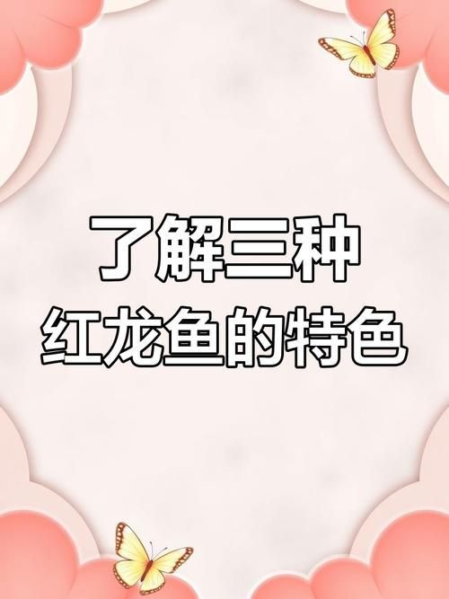 如何辨別真假辣椒紅龍魚，如何辨別辣椒紅龍魚