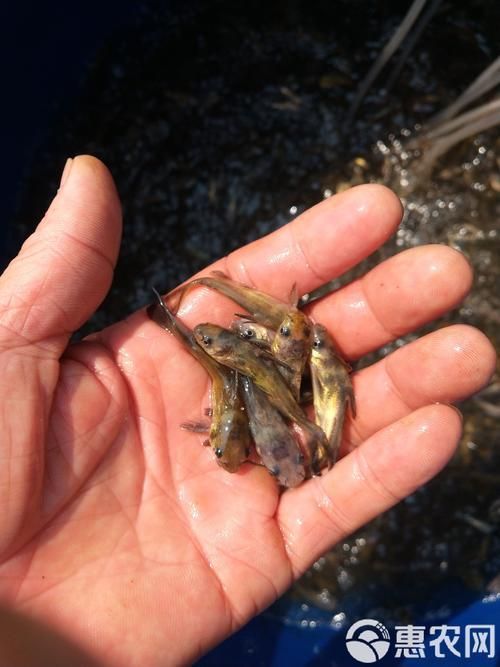 哪些平臺購買黃顙魚苗最便宜，黃顙魚苗價格