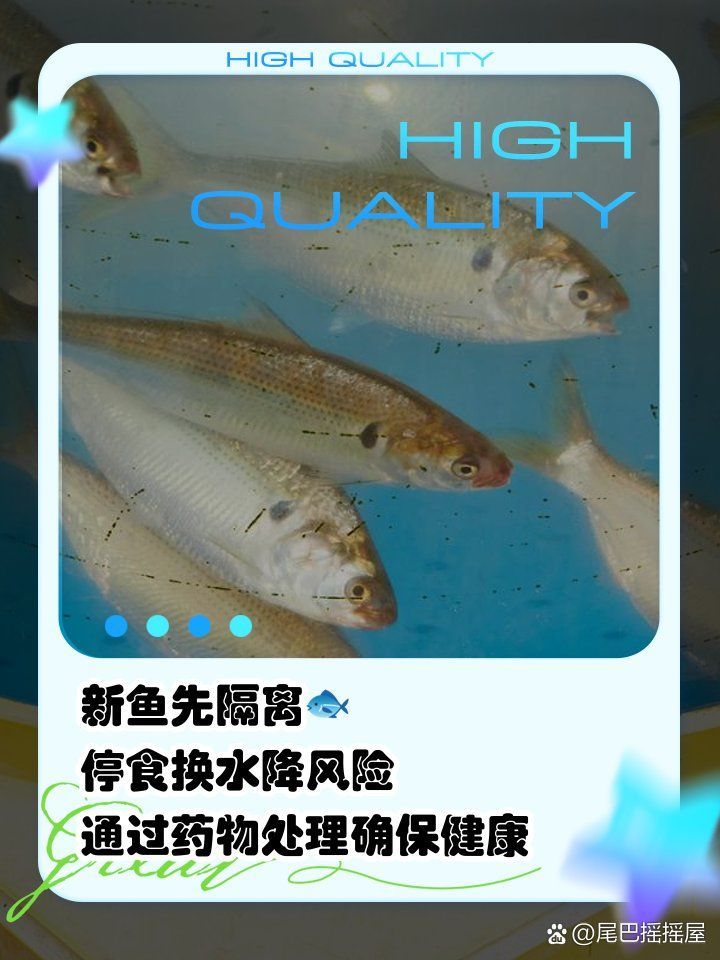 有沒有更簡單的龍魚交叉感染預防方法，如何預防龍魚交叉感染