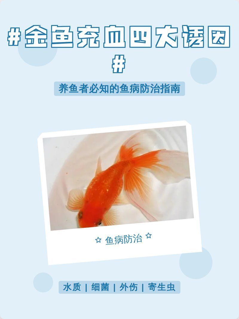 詳細說說金魚充血的癥狀有哪些