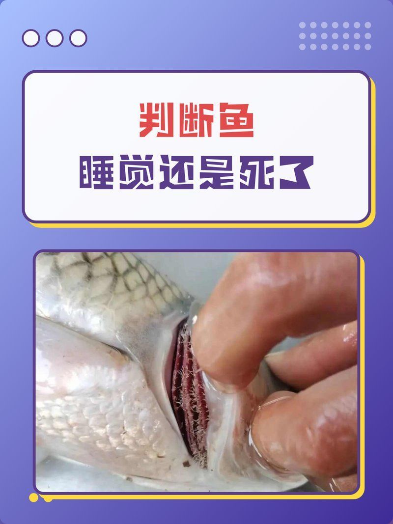 如何判斷魚(yú)是否死掉，如何判斷魚(yú)是否死亡