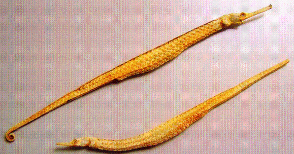 如何辨別真假海龍魚，如何辨別真假海龍魚（syngnathidae）真假海龍魚 如何辨別真假海龍魚，如何辨別真假海龍魚（syngnathidae）真假海龍魚 龍魚百科 第9張