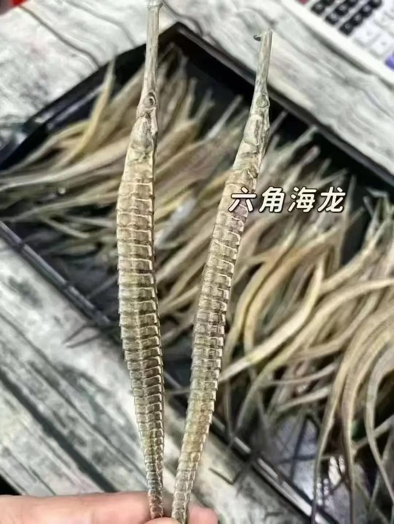 如何辨別真假海龍魚，如何辨別真假海龍魚（syngnathidae）真假海龍魚 如何辨別真假海龍魚，如何辨別真假海龍魚（syngnathidae）真假海龍魚 龍魚百科 第7張