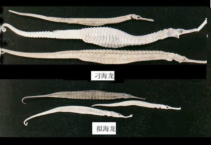 如何辨別真假海龍魚，如何辨別真假海龍魚（syngnathidae）真假海龍魚 如何辨別真假海龍魚，如何辨別真假海龍魚（syngnathidae）真假海龍魚 龍魚百科 第6張