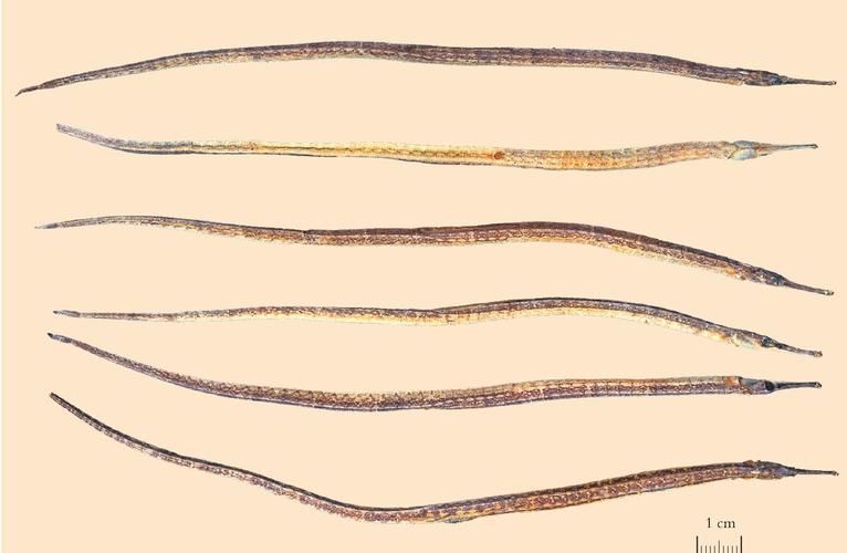 如何辨別真假海龍魚，如何辨別真假海龍魚（syngnathidae）真假海龍魚