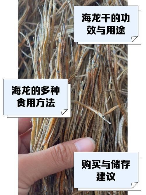 如何辨別真假海龍魚，如何辨別真假海龍魚（syngnathidae）真假海龍魚 如何辨別真假海龍魚，如何辨別真假海龍魚（syngnathidae）真假海龍魚 龍魚百科 第13張