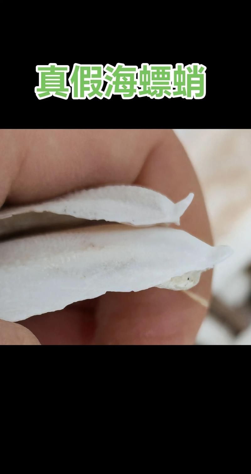 如何辨別真假海龍魚，如何辨別真假海龍魚（syngnathidae）真假海龍魚 如何辨別真假海龍魚，如何辨別真假海龍魚（syngnathidae）真假海龍魚 龍魚百科 第12張