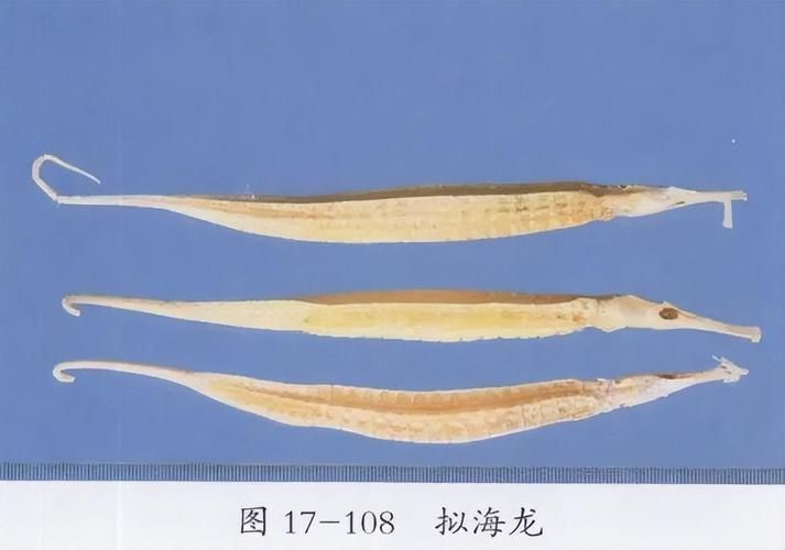 如何辨別真假海龍魚，如何辨別真假海龍魚（syngnathidae）真假海龍魚 如何辨別真假海龍魚，如何辨別真假海龍魚（syngnathidae）真假海龍魚 龍魚百科 第10張