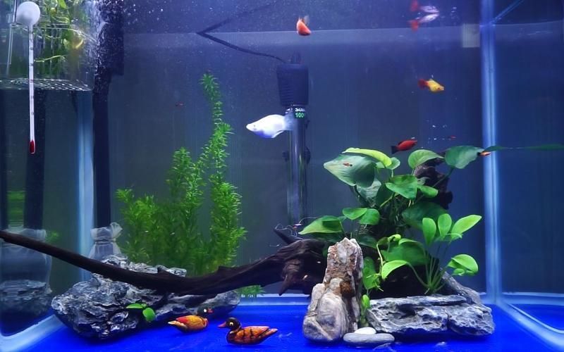 給我推薦一些巨型龍魚的飼養指南，巨型龍魚飼養指南 給我推薦一些巨型龍魚的飼養指南，巨型龍魚飼養指南 龍魚百科 第6張