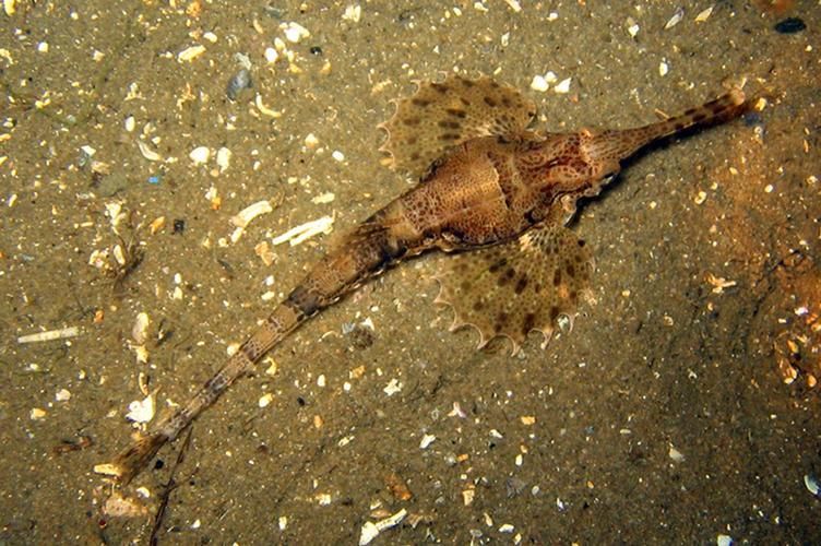 小龍魚在海洋中存在嗎？，小龍魚在海洋中是否存在