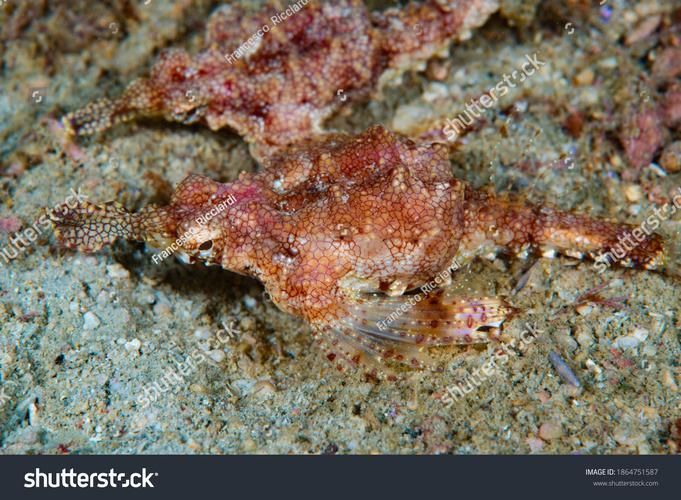 小龍魚在海洋中存在嗎？，小龍魚在海洋中是否存在