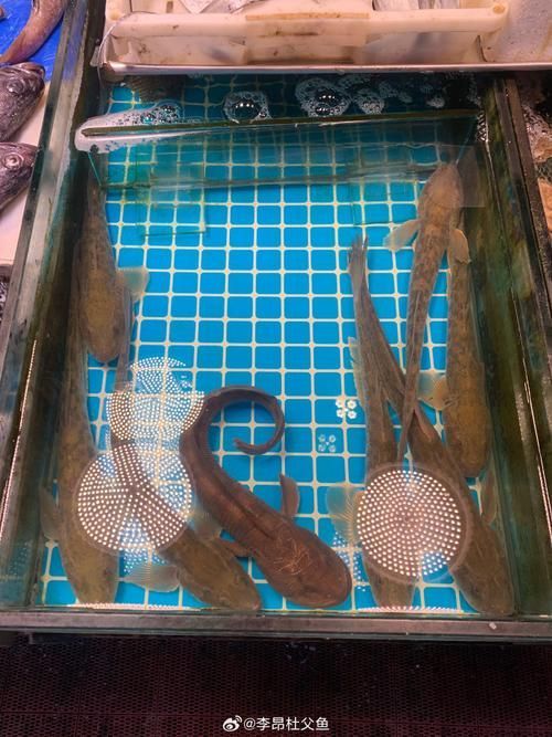 小龍魚在海洋中存在嗎？，小龍魚在海洋中是否存在