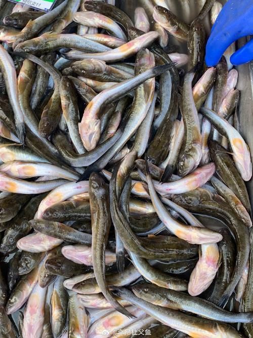 小龍魚在海洋中存在嗎？，小龍魚在海洋中是否存在