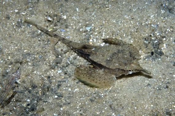 小龍魚在海洋中存在嗎？，小龍魚在海洋中是否存在