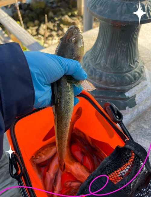 小龍魚在海洋中存在嗎？，小龍魚在海洋中是否存在