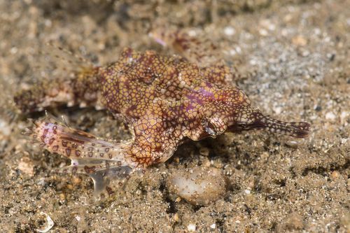 小龍魚在海洋中存在嗎？，小龍魚在海洋中是否存在