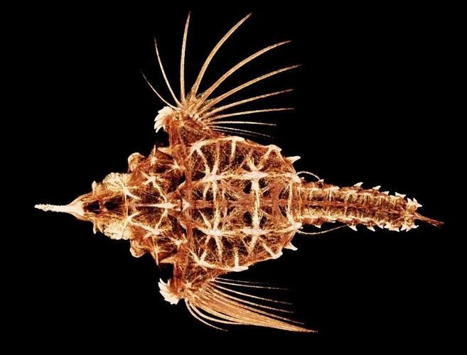 小龍魚在海洋中存在嗎？，小龍魚在海洋中是否存在