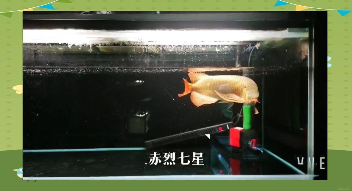 龍魚立鱗病自愈后如何預(yù)防復(fù)發(fā)，龍魚立鱗病自愈后如何預(yù)防復(fù)發(fā)，
