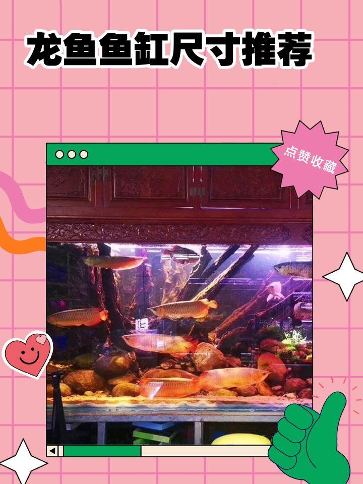 長期飼養龍魚需要多大的魚缸，適合龍魚的魚缸尺寸推薦，養好龍魚的第一步，
