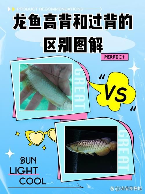 給我一些龍魚的圖片用于鑒別，如何準確鑒別龍魚品種？