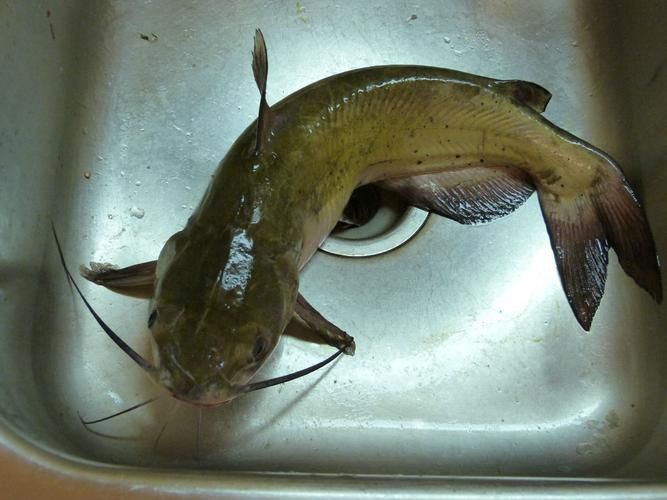 年魚圖片高清大圖大全，年魚圖片有哪些風格