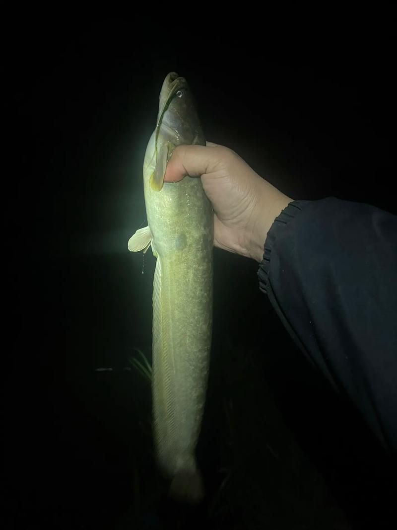 年魚圖片高清大圖大全，年魚圖片有哪些風(fēng)格