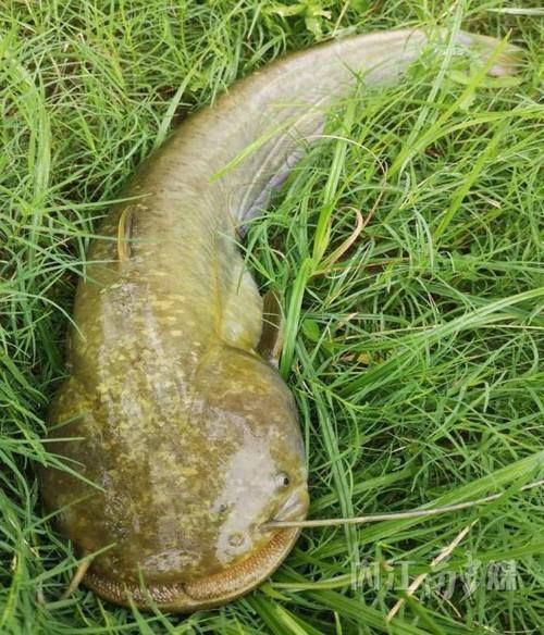 年魚圖片高清大圖大全，年魚圖片有哪些風(fēng)格