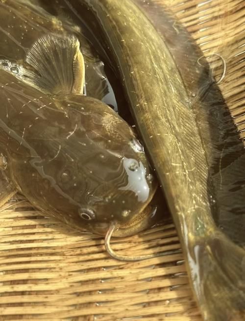 年魚圖片高清大圖大全，年魚圖片有哪些風(fēng)格