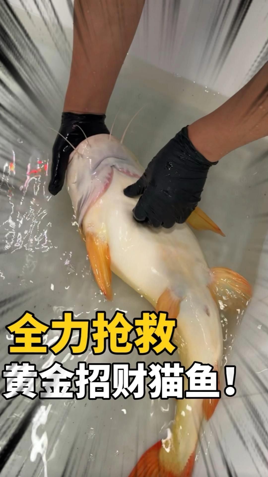 招財貓魚有哪些常見疾病，招財貓魚常見疾病