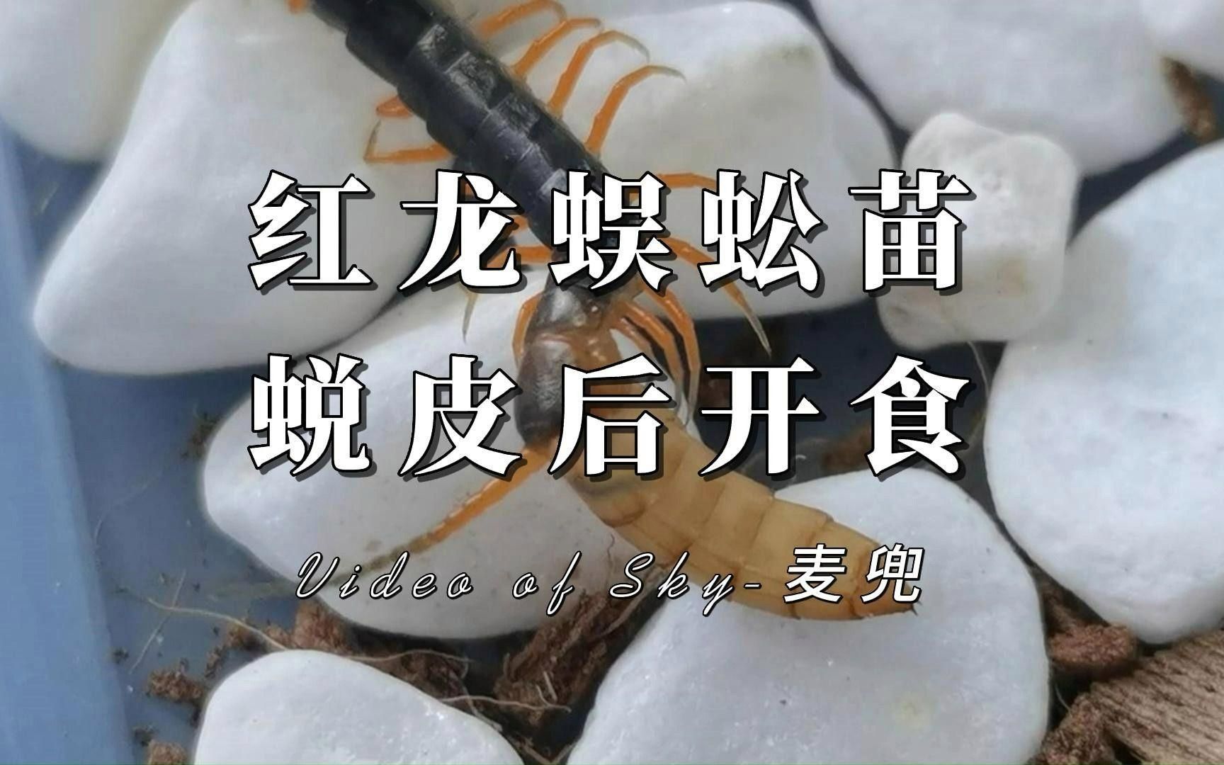 紅龍飲食習慣調查，紅龍魚發色期需要哪些特殊餌料