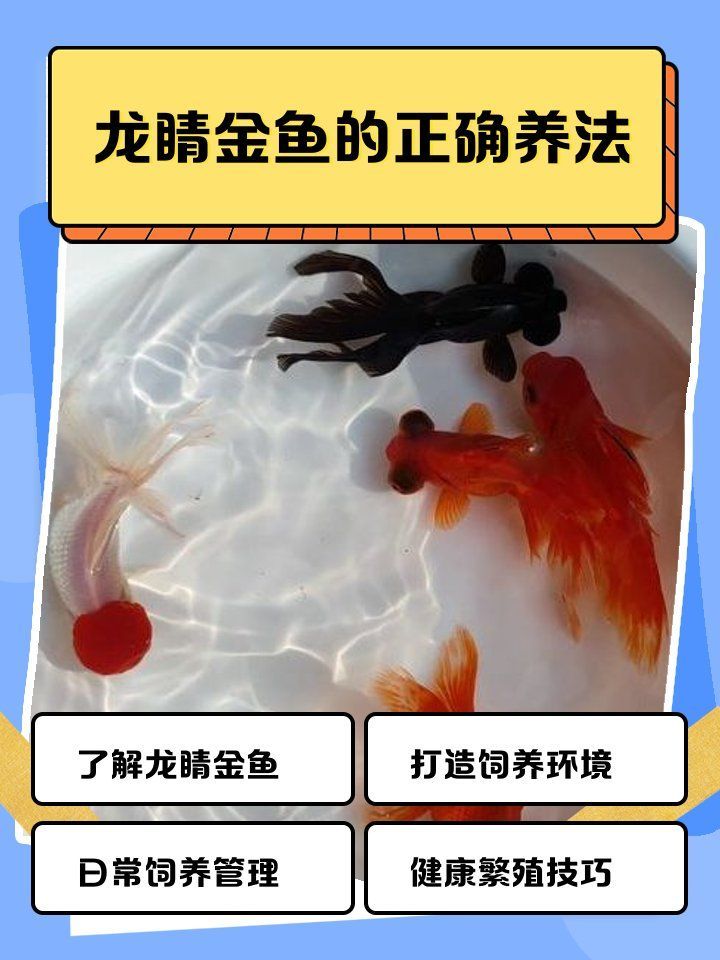 龍睛金魚適合哪些魚缸？，龍睛金魚養(yǎng)護(hù)指南