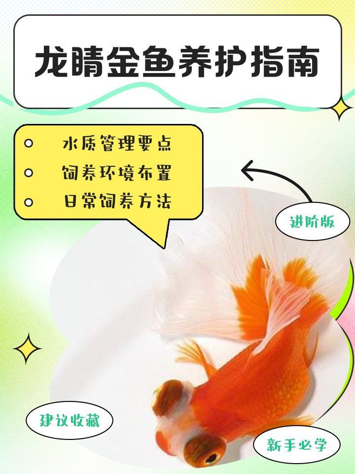 龍睛金魚適合哪些魚缸？，龍睛金魚養(yǎng)護(hù)指南