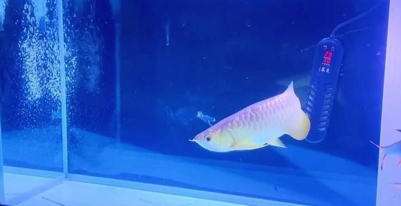 10cm龍魚苗需要多大的魚缸，10cm龍魚苗的飼養難度如何