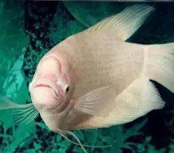 有哪些風(fēng)水魚(yú)適合新手養(yǎng)殖，新手養(yǎng)殖風(fēng)水魚(yú)適合新手養(yǎng)殖的風(fēng)水魚(yú)