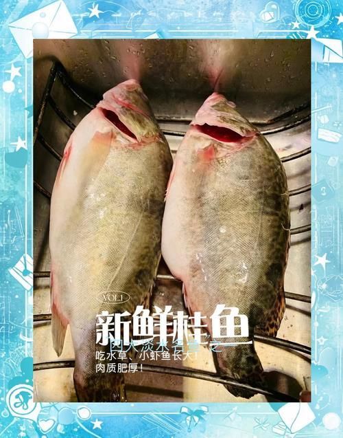 桂魚圖片大全，桂魚常見品種對比表，幫你快速分辨不同種類和生態(tài)差異