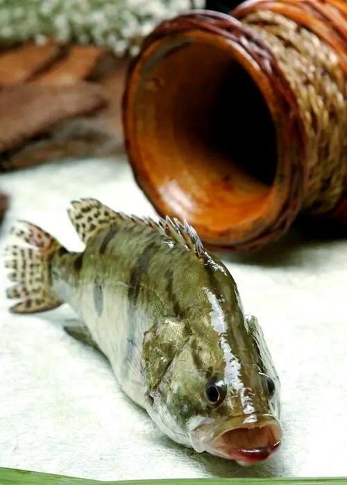 桂魚圖片大全，桂魚常見品種對比表，幫你快速分辨不同種類和生態(tài)差異