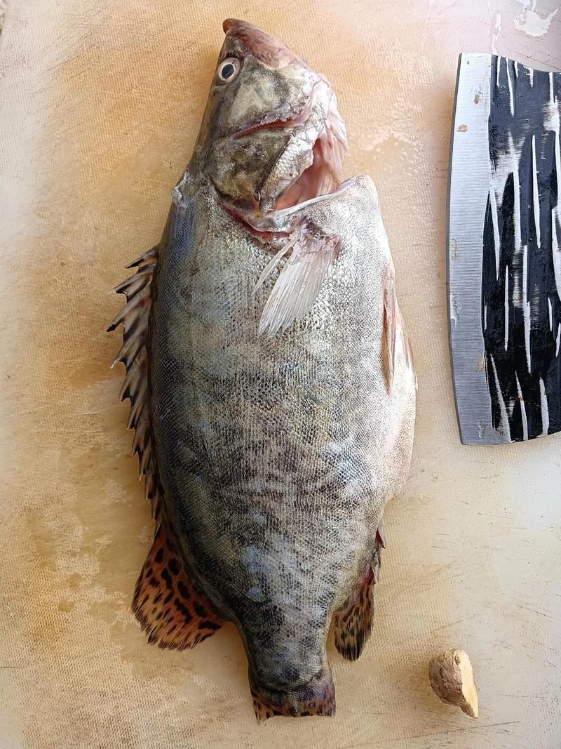 桂魚圖片大全，桂魚常見品種對比表，幫你快速分辨不同種類和生態(tài)差異