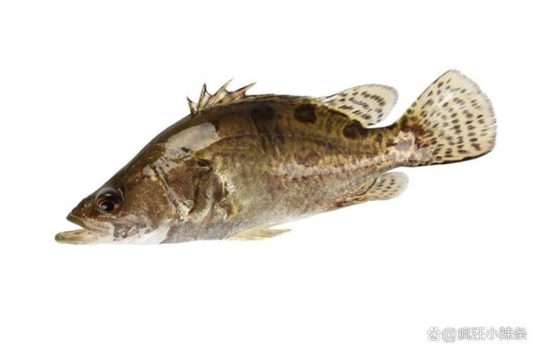 桂魚圖片大全，桂魚常見品種對比表，幫你快速分辨不同種類和生態(tài)差異
