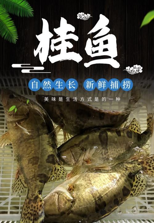 桂魚圖片大全，桂魚常見品種對比表，幫你快速分辨不同種類和生態(tài)差異